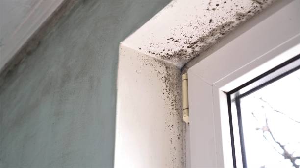 Best Residential Mold Remediation in Truth Or Consequences, NM