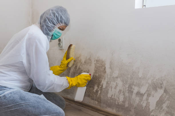 Best Basement Mold Remediation in Truth Or Consequences, NM